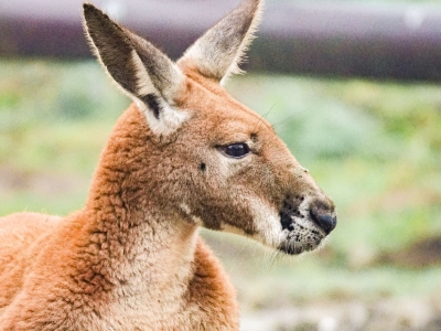 kangourou roux - De Zonnegloed - Refuge pour animaux